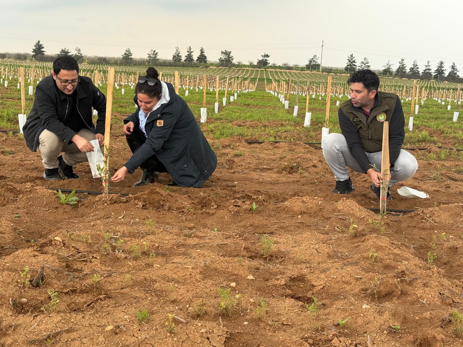 TİGEM Ceylanpınar'daki Dev Zeytin Plantasyonunda Dikimler Tamamlandı: Uzman Heyet Sahada